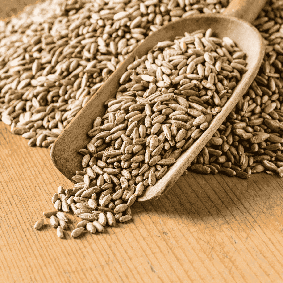 Organic Rye Grain