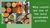 Why Lentils are one of the most sustainable proteins