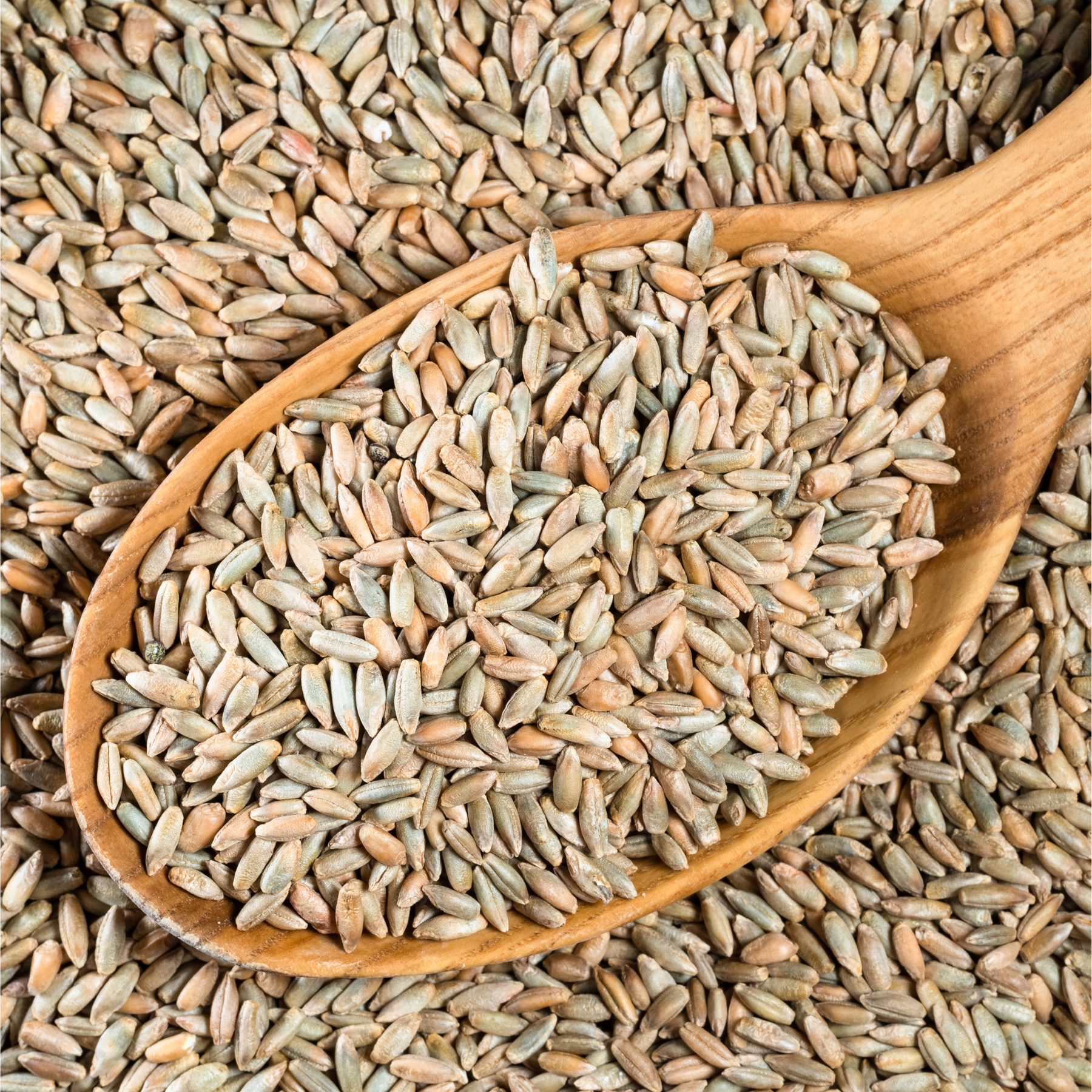 Buy Online Organic Rye Grain at Best Prices in United Kingdom (UK ...